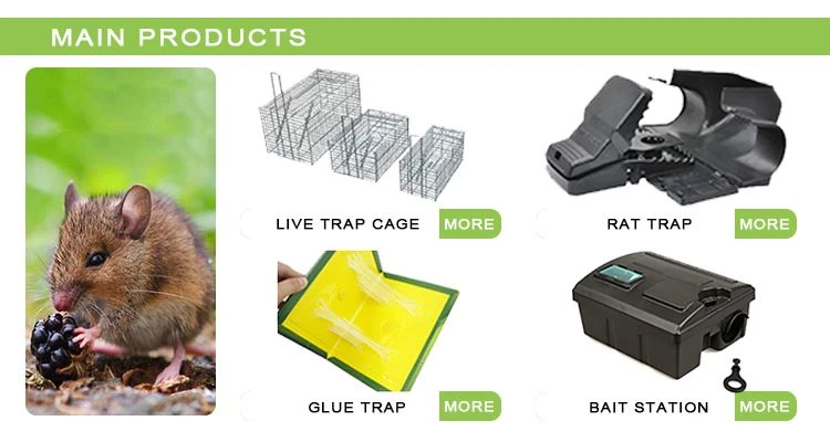 Rat Trap2 Rat Trap2